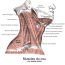 Co znajduje się w bruździe między mięśniem pochyłym przednim a mięśniem pochyłym środkowym?