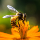 Gdzie pszczoła przechowuje zebrany pyłek, z którego potem tworzony jest pokarm dla larw?