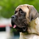 Jaka dolegliwość jest częsta u psów dużych ras?