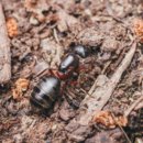 Z jakiego rodzaju mrówek pochodzi przedstawiona na obrazku królowa?