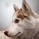 Która rasa psów jako jedyna może posiadać niebieskie oczy? 