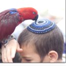 Noszona czasem przez żydów niewielka czapeczka na czubku głowy to?