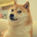 Jakiej rasy jest ten pies znany z licznych memów internetowych?