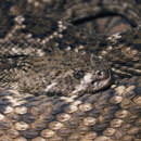Ile najjadowitszych węży z 37 na świecie występują w Australii?