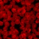 Które komórki krwi zawierają hemoglobinę?