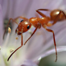 Ile trwa sen mrówki robotnicy?